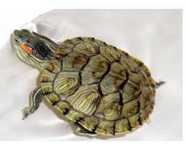 娱乐吃瓜酱小乌龟,揭秘娱乐圈那些不为人知的幕后故事